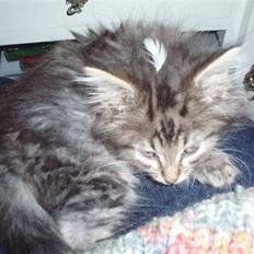 Maine Coon Hiawatha