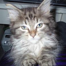 Maine Coon Hiawatha