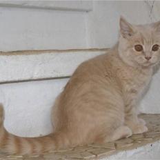British Shorthair Nanok Cougar Orlando