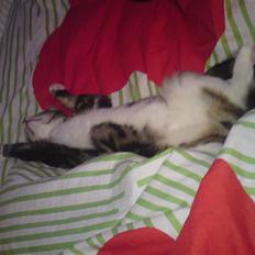 Huskat Felix( FORSVUNDET!) :-(