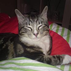 Huskat Felix( FORSVUNDET!) :-(