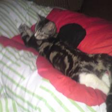 Huskat Felix( FORSVUNDET!) :-(