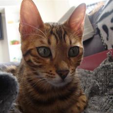 Bengal Blame it on the Boogie