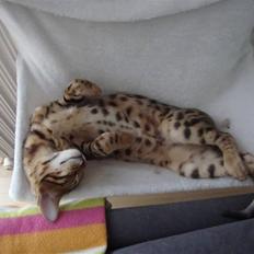 Bengal Blame it on the Boogie