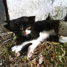 Blanding af racer Lille Kylling