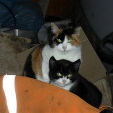 Blanding af racer Lille Kylling