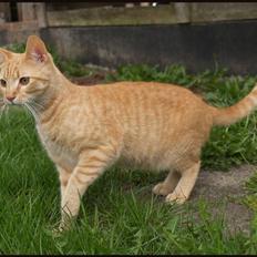 Huskat Yoda (nyt hjem)