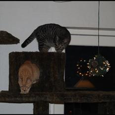 Huskat Yoda (nyt hjem)