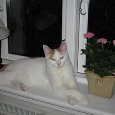 Huskat Willy (R.I.P.)