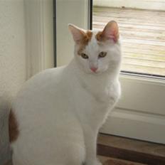 Huskat Willy (R.I.P.)