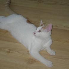 Huskat Willy (R.I.P.)