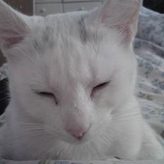 Huskat missepigen R.I.P :(