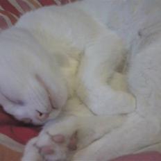 Huskat missepigen R.I.P :(