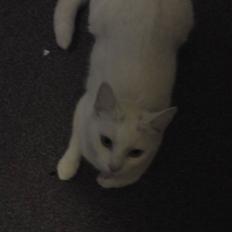 Huskat missepigen R.I.P :(