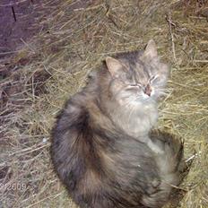 Blanding af racer Perle