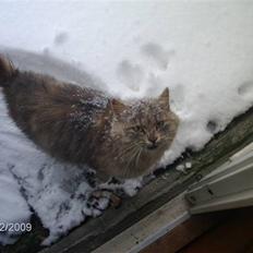 Blanding af racer Perle