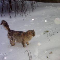 Blanding af racer Perle