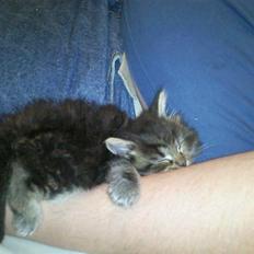 Blanding af racer Elmo