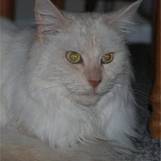 Maine Coon Mizzi - R.I.P
