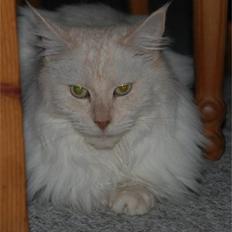 Maine Coon Mizzi - R.I.P