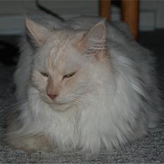Maine Coon Mizzi - R.I.P