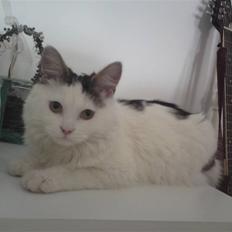 Blanding af racer Mikkel