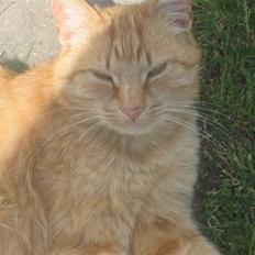 Blanding af racer Misser R.I.P *Elsket*