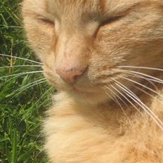 Blanding af racer Misser R.I.P *Elsket*