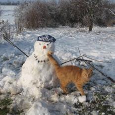 Blanding af racer Misser R.I.P *Elsket*