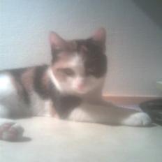 Blanding af racer lillefis