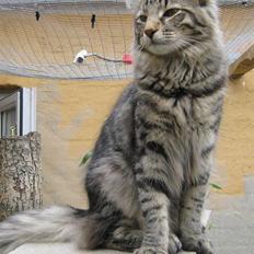 Norsk Skovkat ShaggyTail's Yester