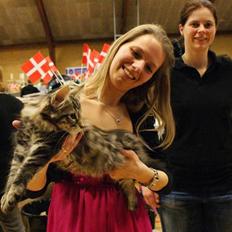 Norsk Skovkat ShaggyTail's Yester