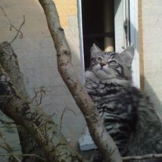 Norsk Skovkat ShaggyTail's Yester