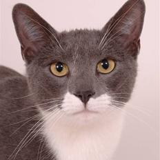 Blanding af racer Lukas<3 desværre død