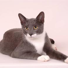 Blanding af racer Lukas<3 desværre død