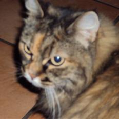 Blanding af racer Emma