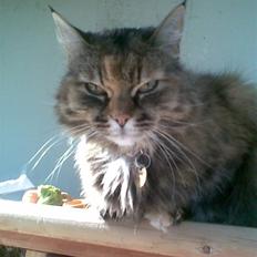 Blanding af racer Emma