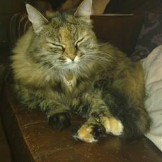 Blanding af racer Emma