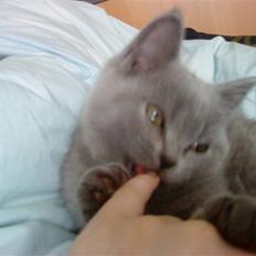 British Shorthair Gucci R.I.P 