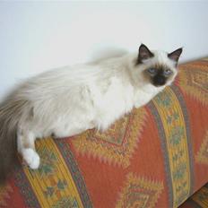 Hellig Birma Kanaka's Apaja