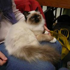 Hellig Birma Kanaka's Apaja