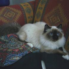 Hellig Birma Kanaka's Apaja