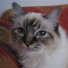 Hellig Birma Backkara's Anthea