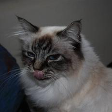 Hellig Birma Backkara's Anthea