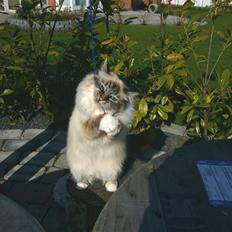 Hellig Birma Backkara's Anthea