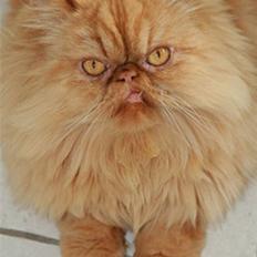 Perser DK Turley Point's Alfred