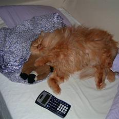 Perser DK Turley Point's Alfred