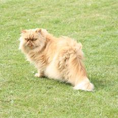 Perser DK Turley Point's Alfred