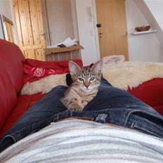 Blanding af racer Müsli