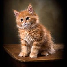 Maine Coon But Why (Buller)